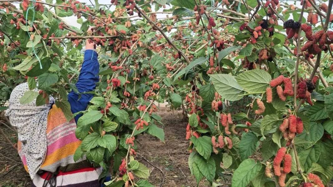 Mersin’de Daha Dalındayken Alıcı Bulan Karadut Hasadı Başladı! 2